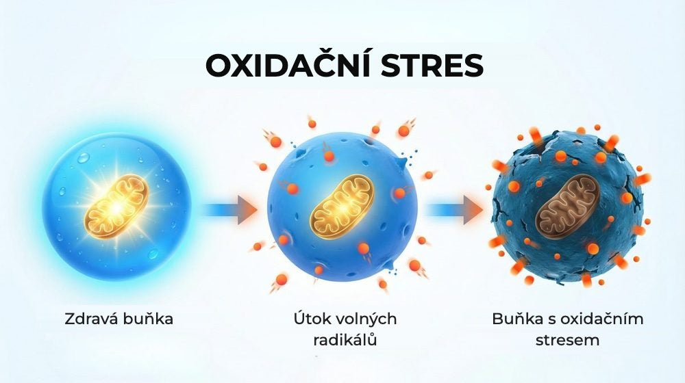 Oxidační stres